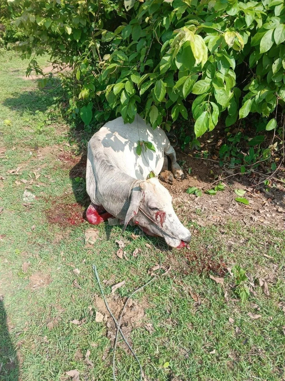 Narinjara News Image